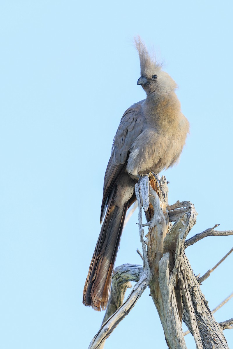 Gray Go-away-bird - ML633274581