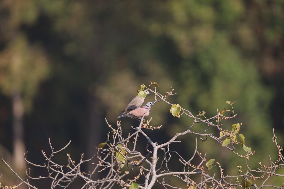 Red Collared-Dove - ML633274647