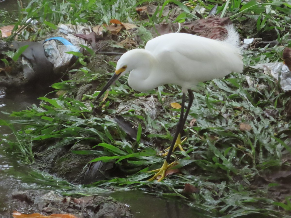 Snowy Egret - ML633274658