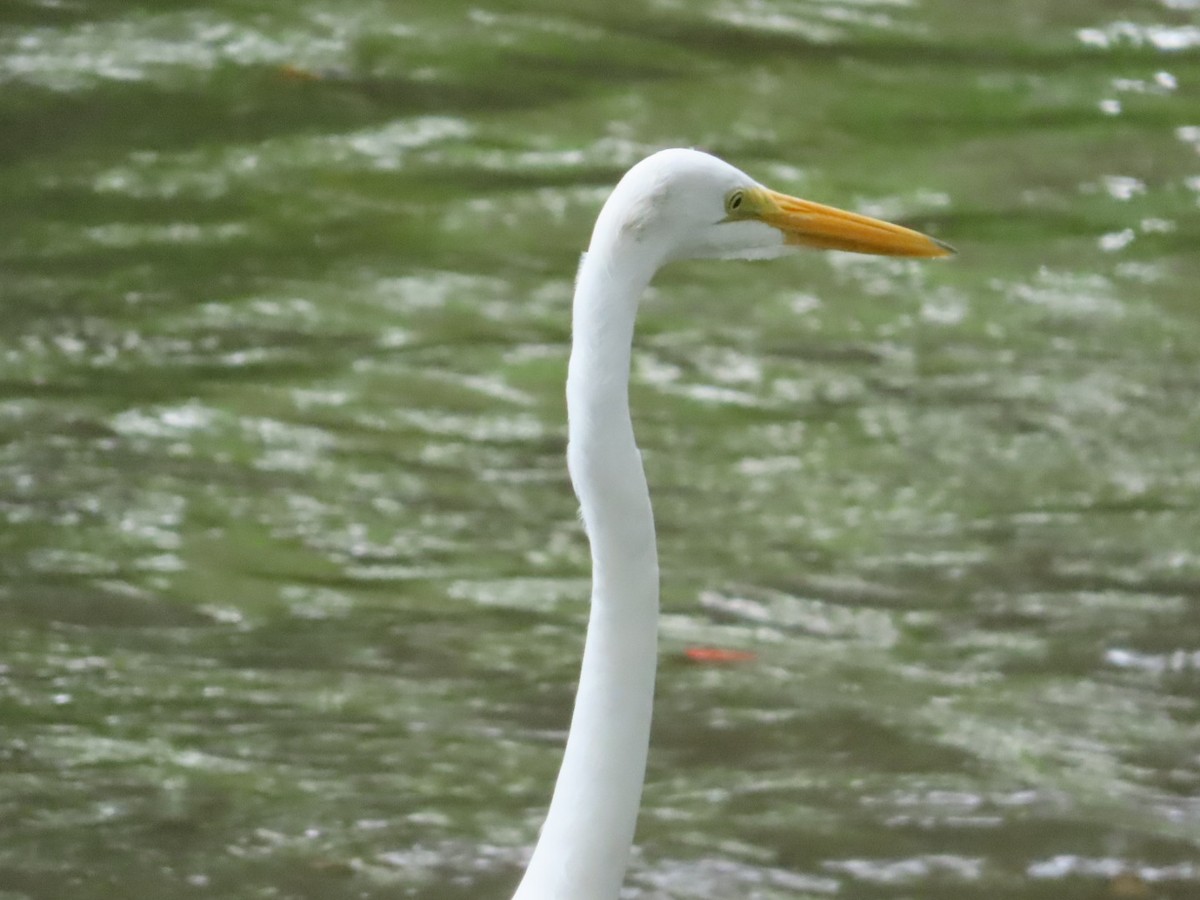 Great Egret - ML633274684