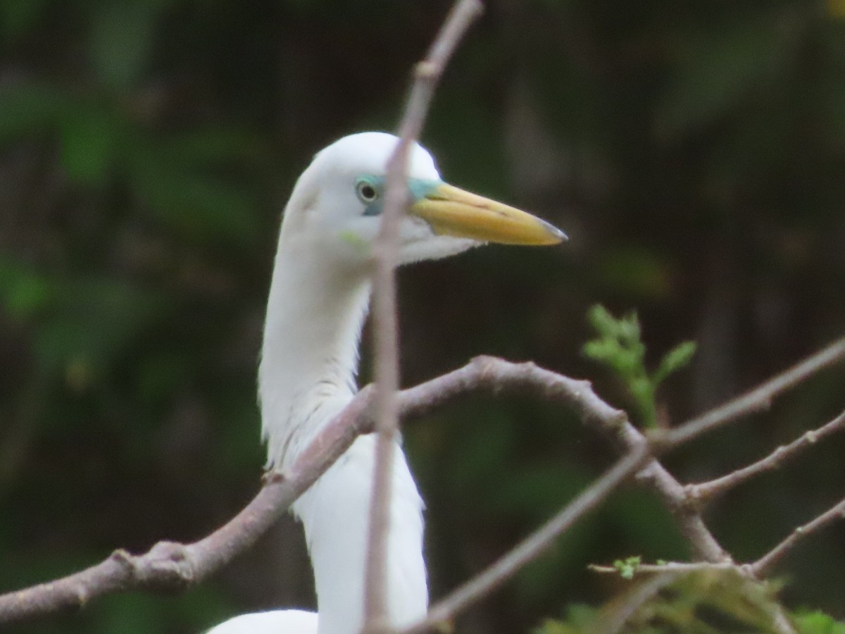 Great Egret - ML633274685