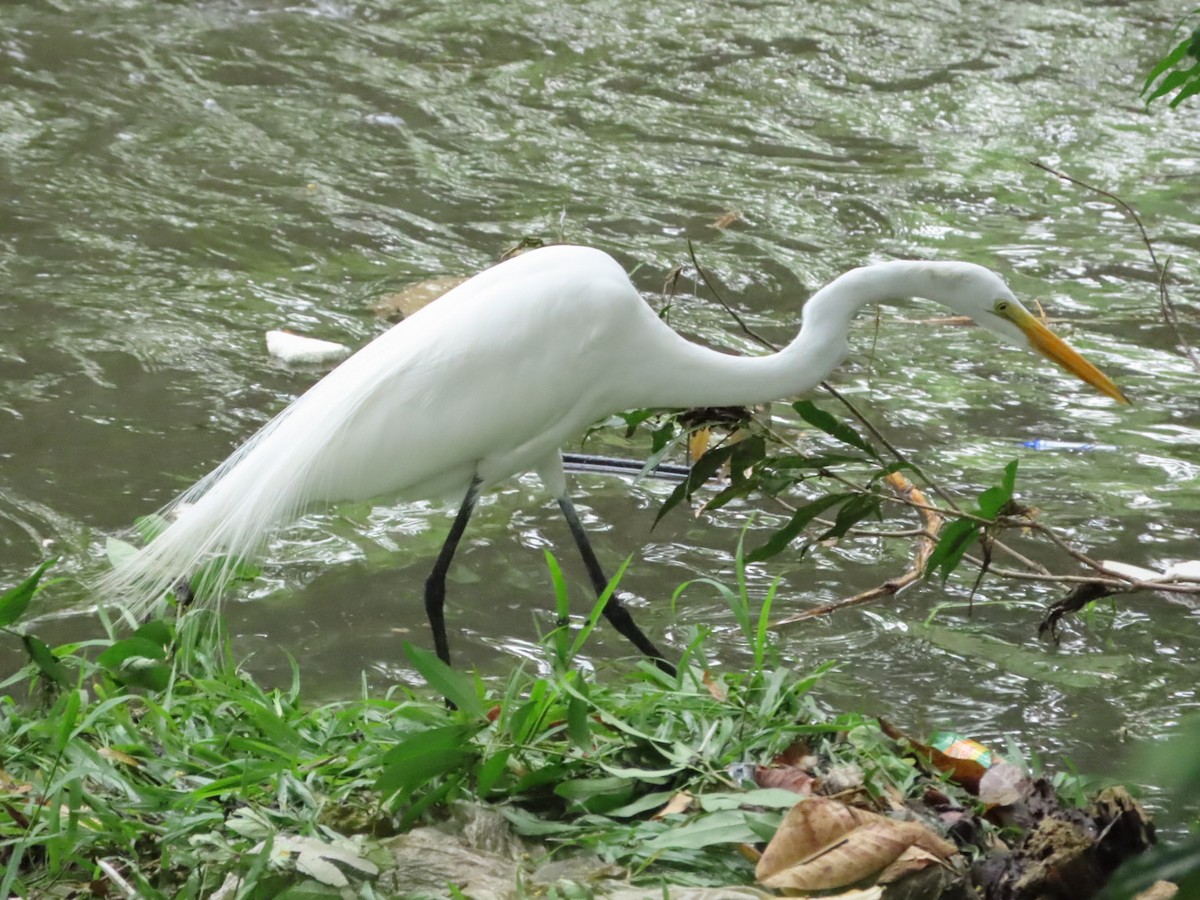 Great Egret - ML633274686