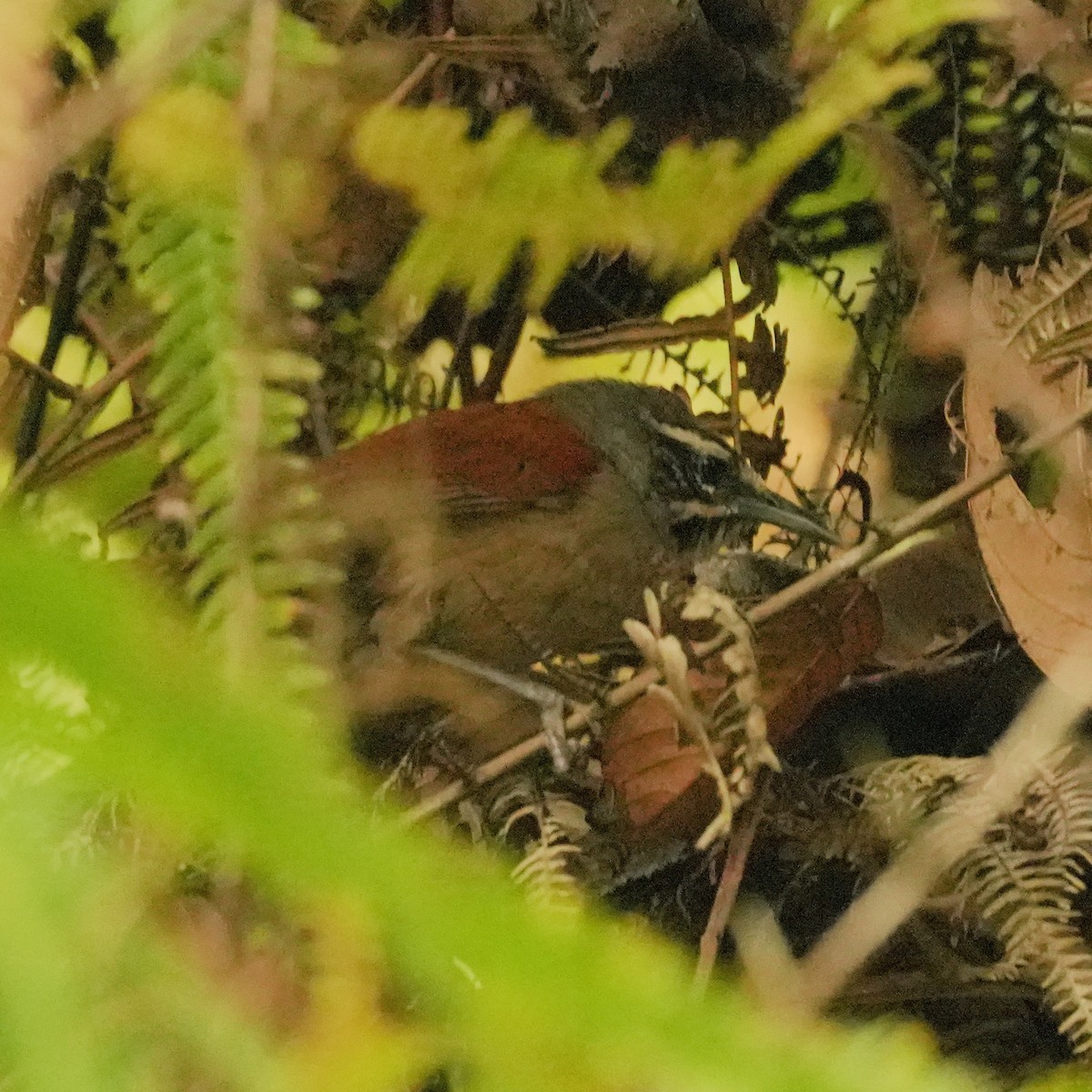 Whiskered Wren - ML633274700