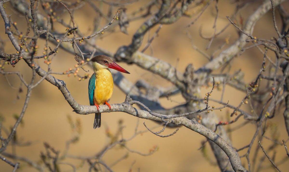 Stork-billed Kingfisher - ML633274701