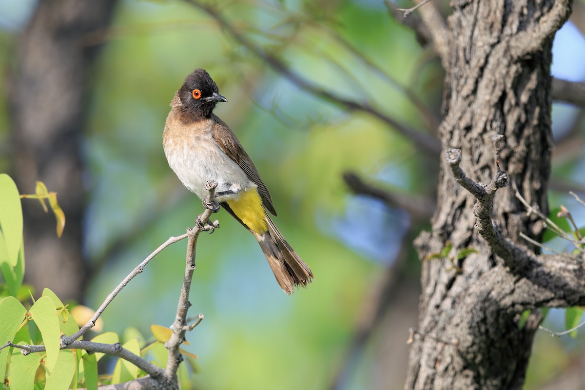 Black-fronted Bulbul - ML633274702