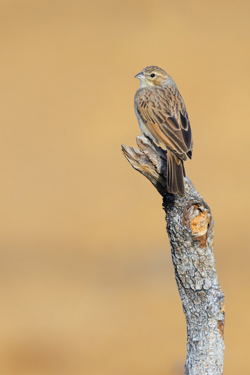 Lark-like Bunting - ML633274708