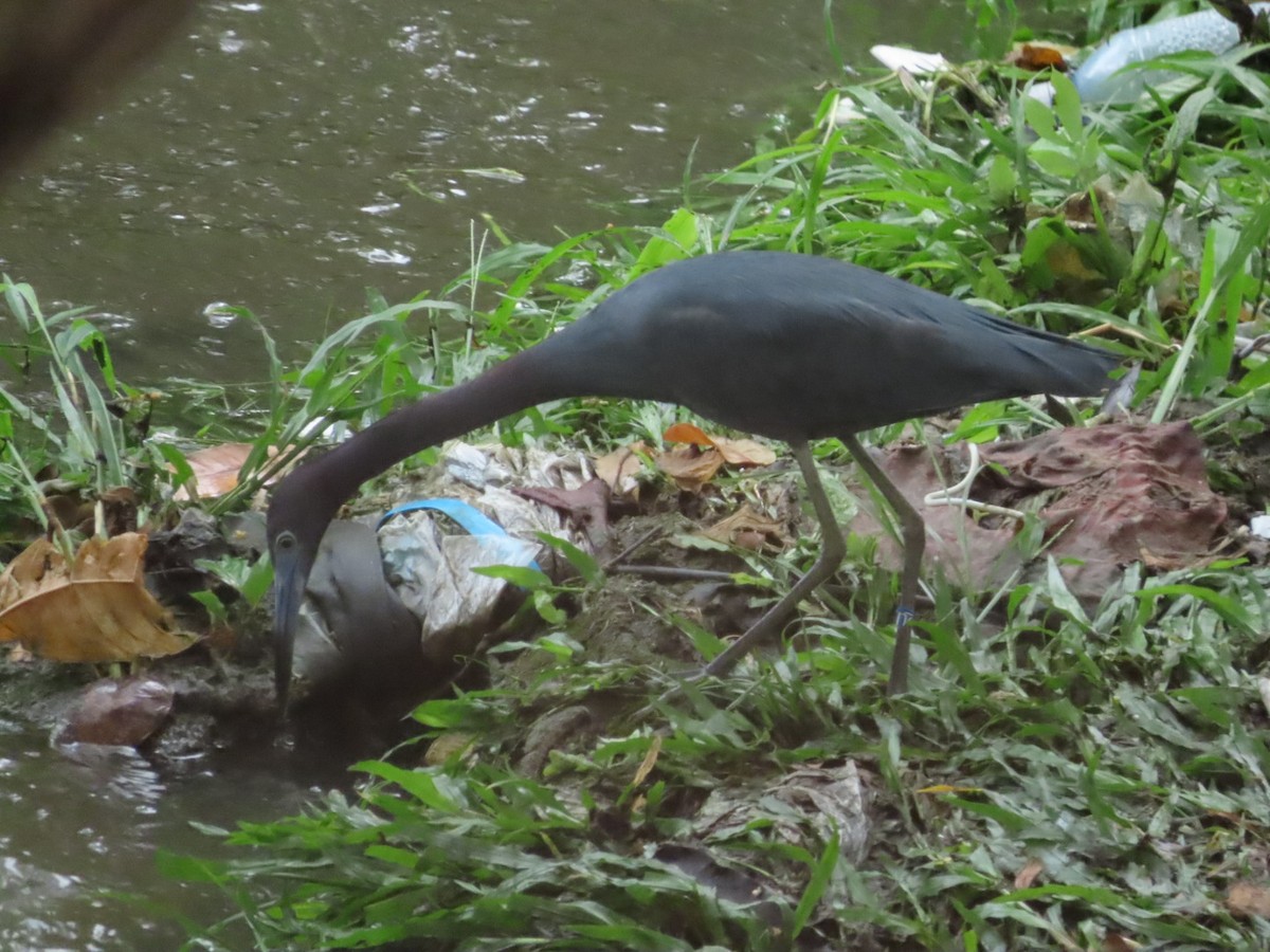 Little Blue Heron - ML633274722