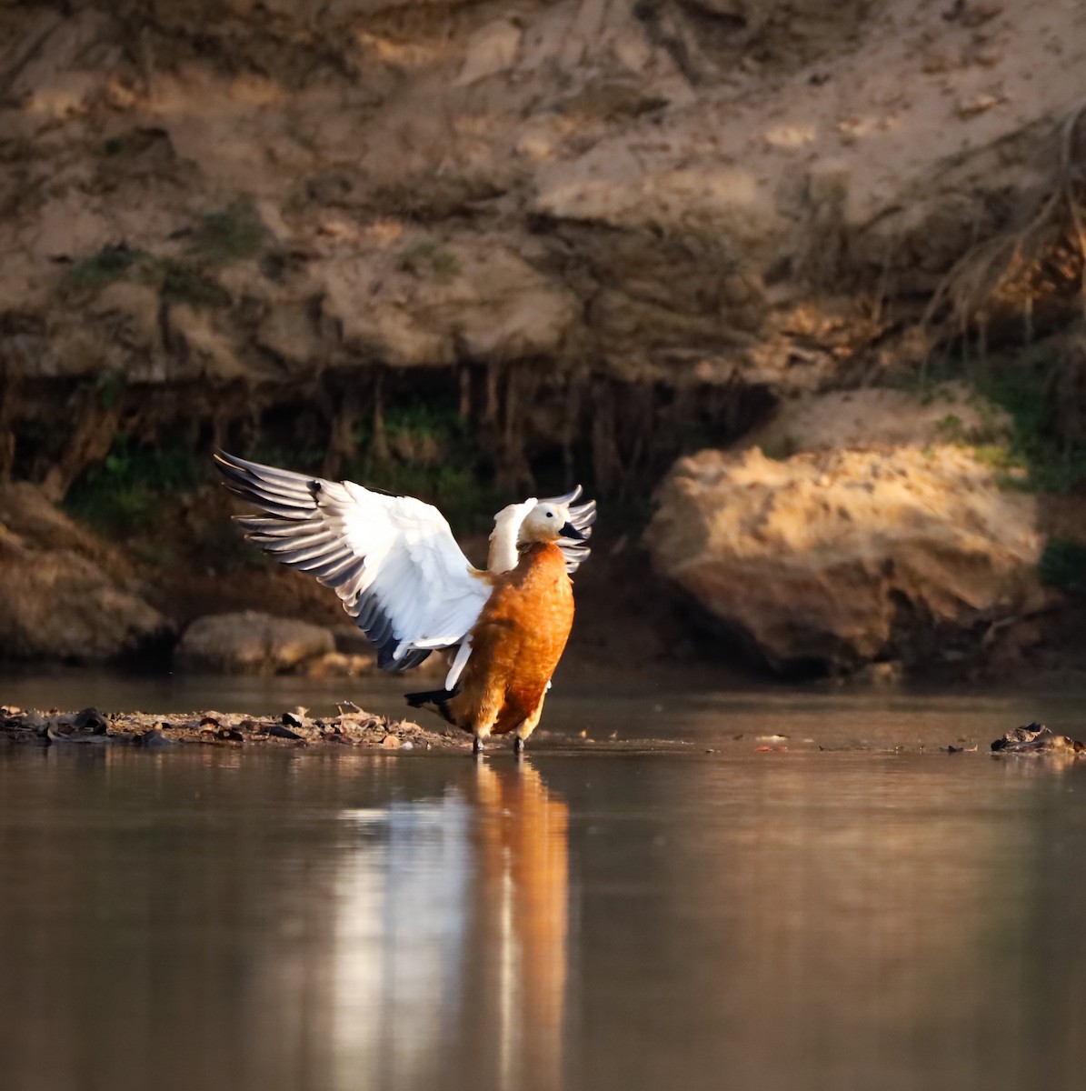 Ruddy Shelduck - ML633274732
