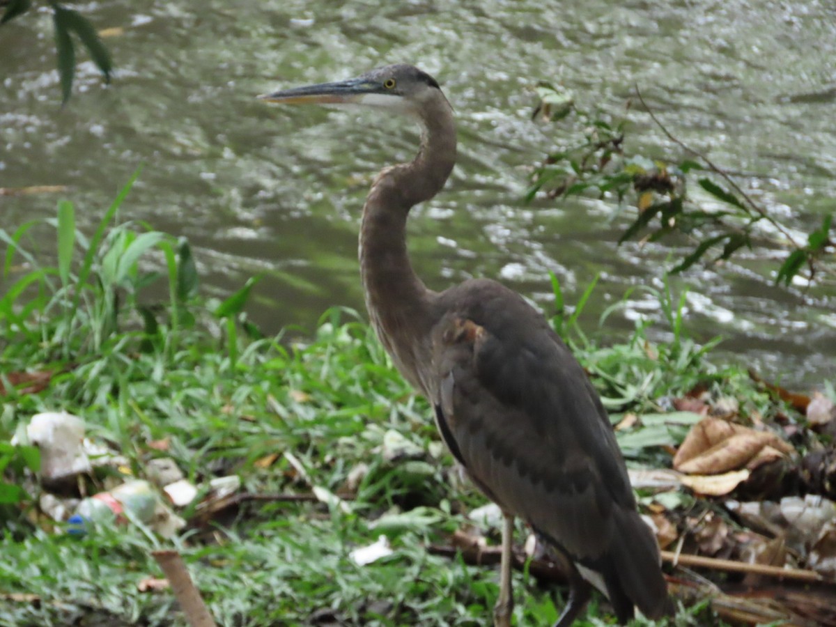 Great Blue Heron - ML633274748