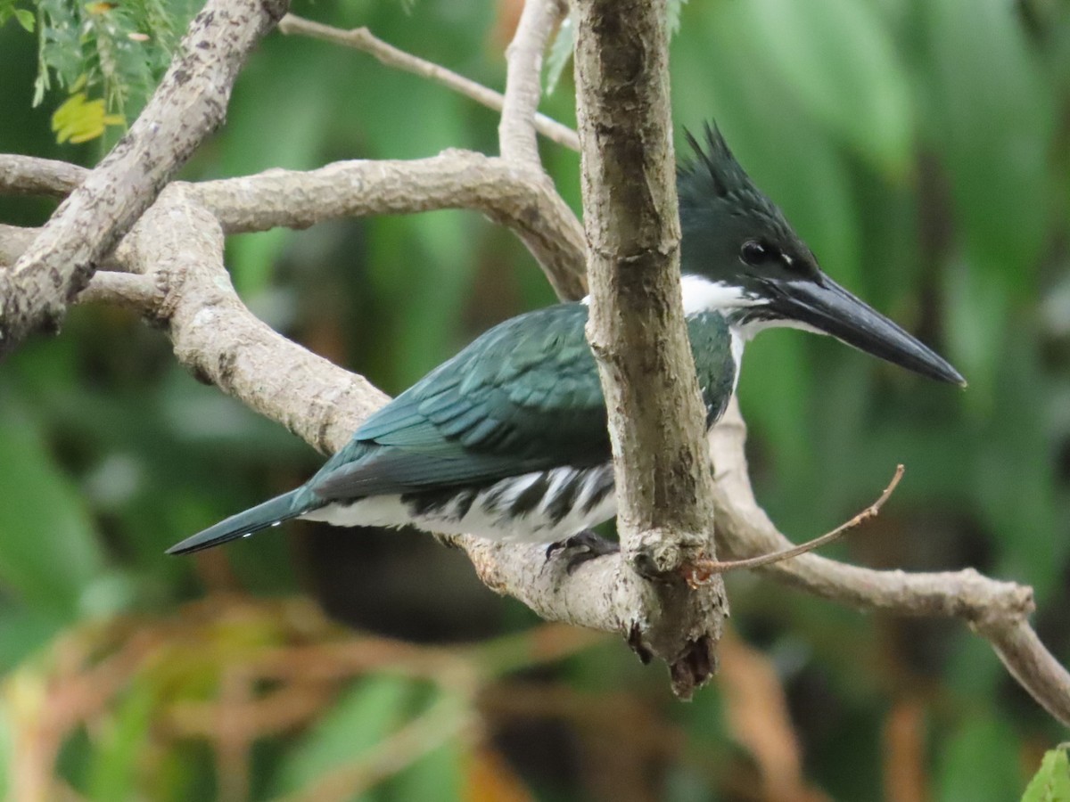 Amazon Kingfisher - ML633274774
