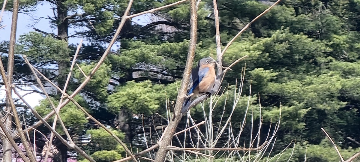 østblåfugl - ML633274782