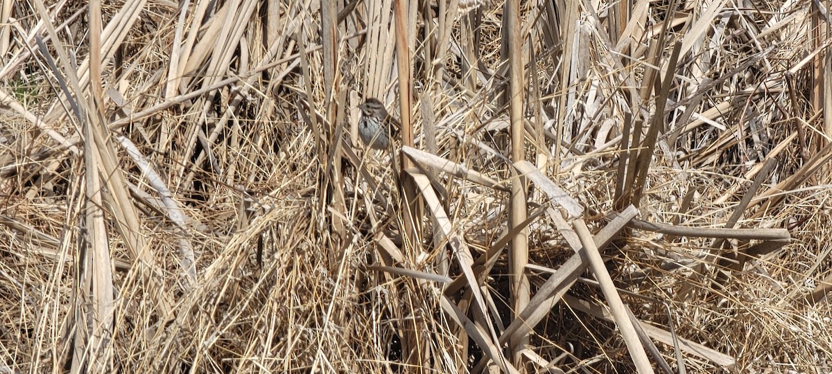 sangspurv - ML633274807