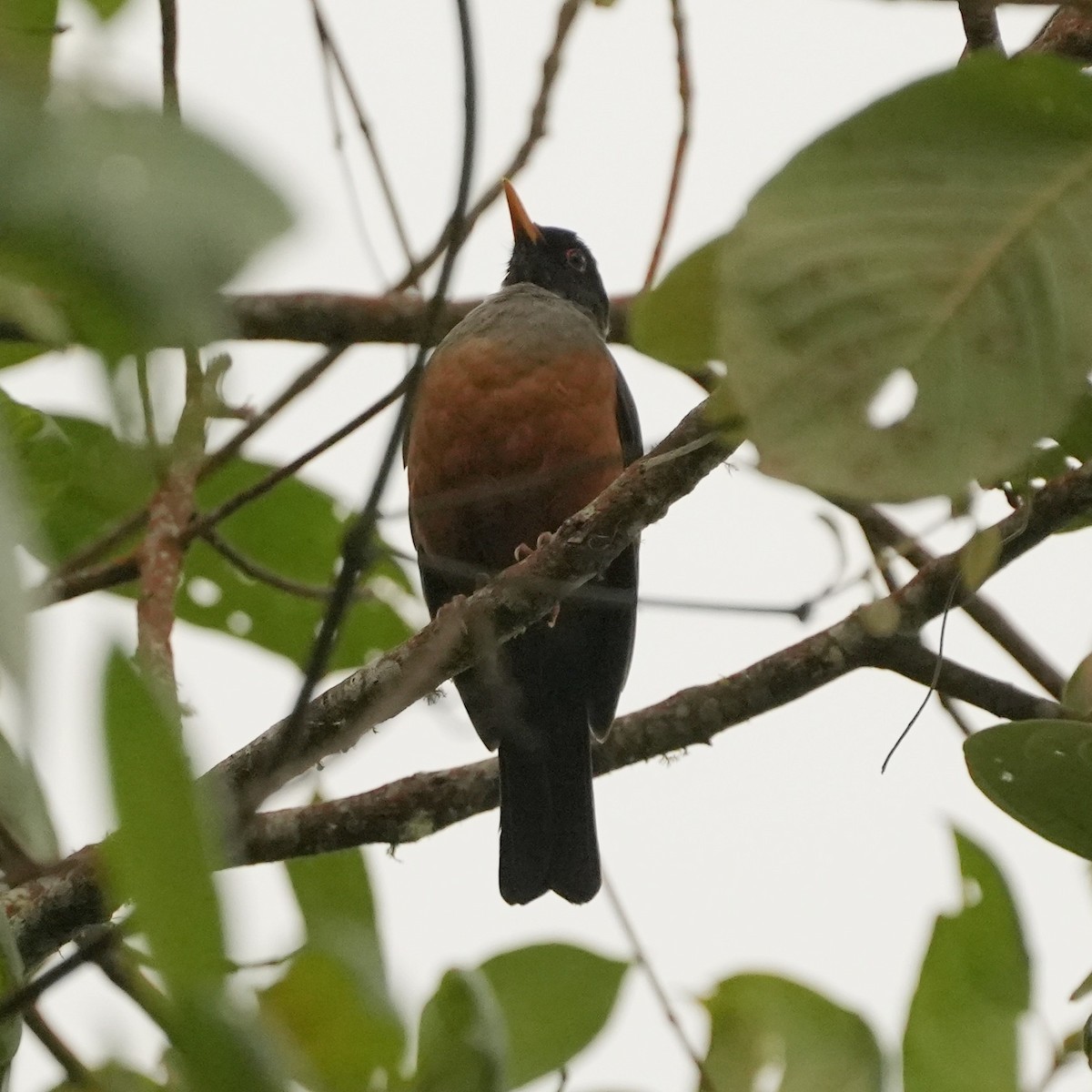 Chestnut-bellied Thrush - ML633274818