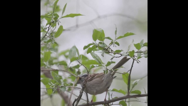גיבתונית לבנת-גרון - ML633274859