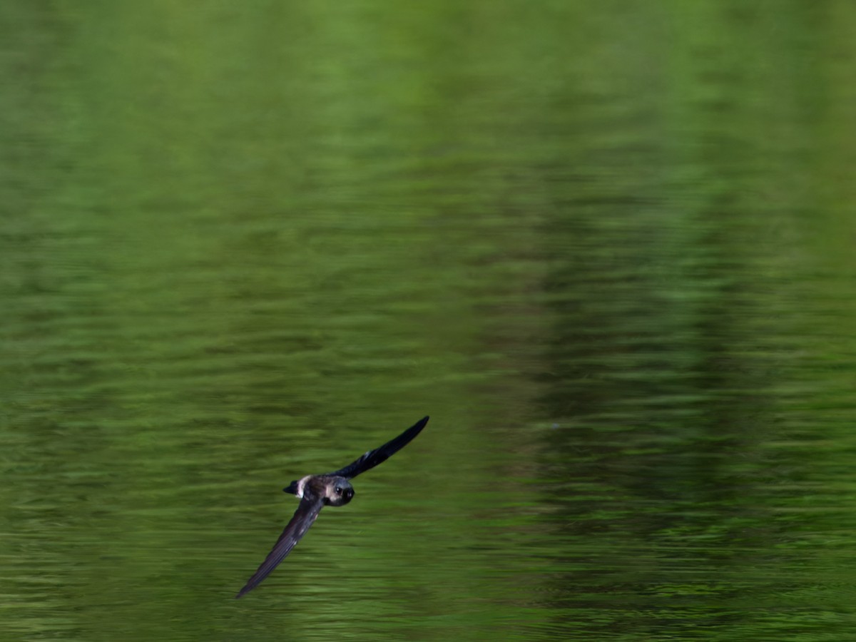 salangana melanéská - ML633274871