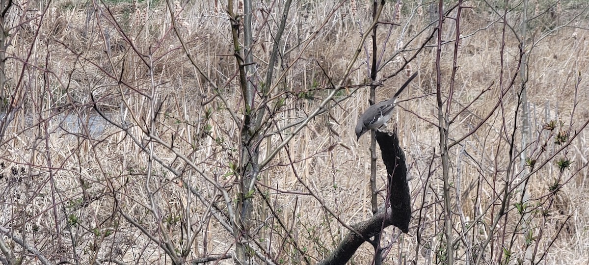 sangspottefugl - ML633274897