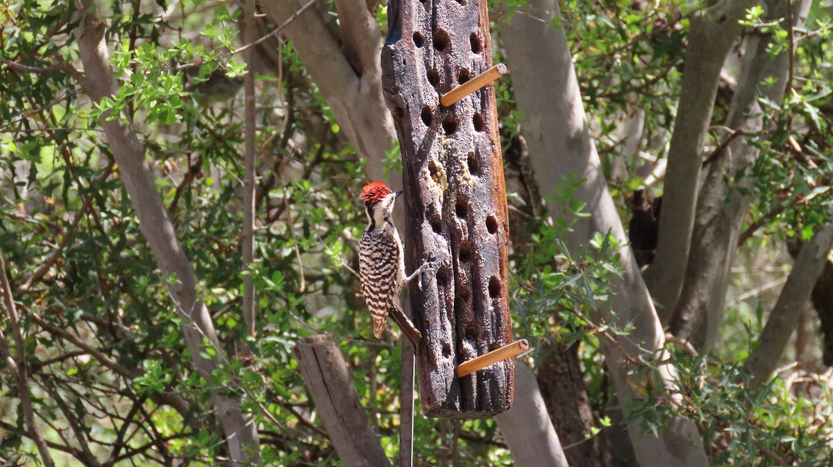 Ladder-backed Woodpecker - ML633274935