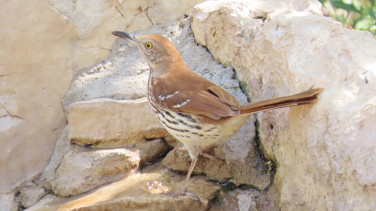 Brown Thrasher - ML633275000