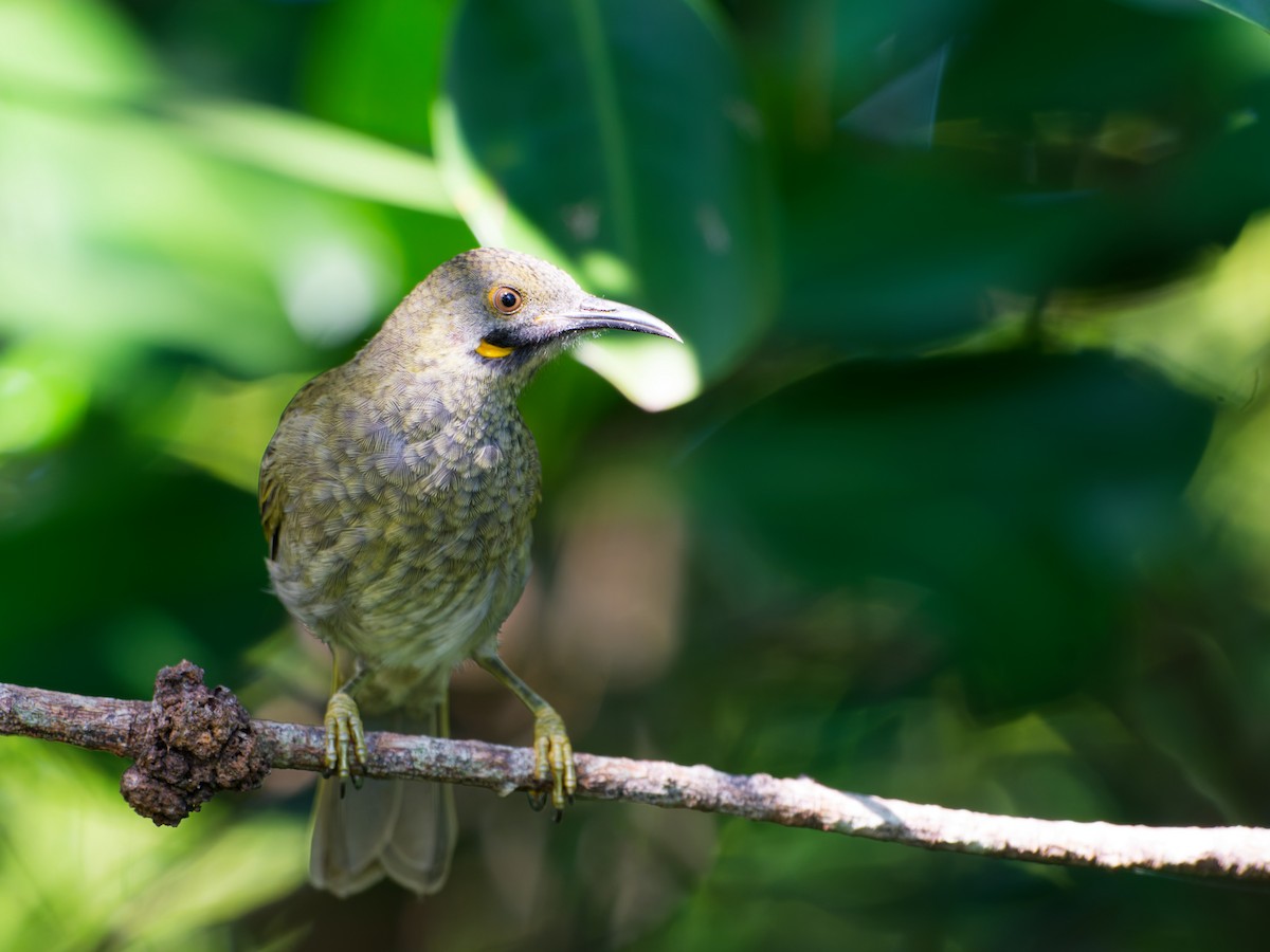 Western Wattled-Honeyeater - ML633275007