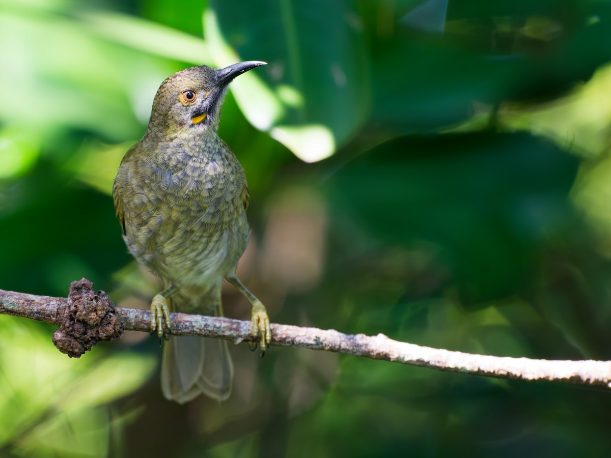 Western Wattled-Honeyeater - ML633275009