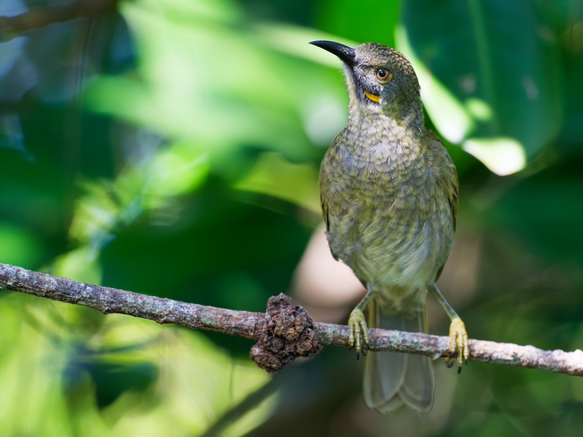 Western Wattled-Honeyeater - ML633275010