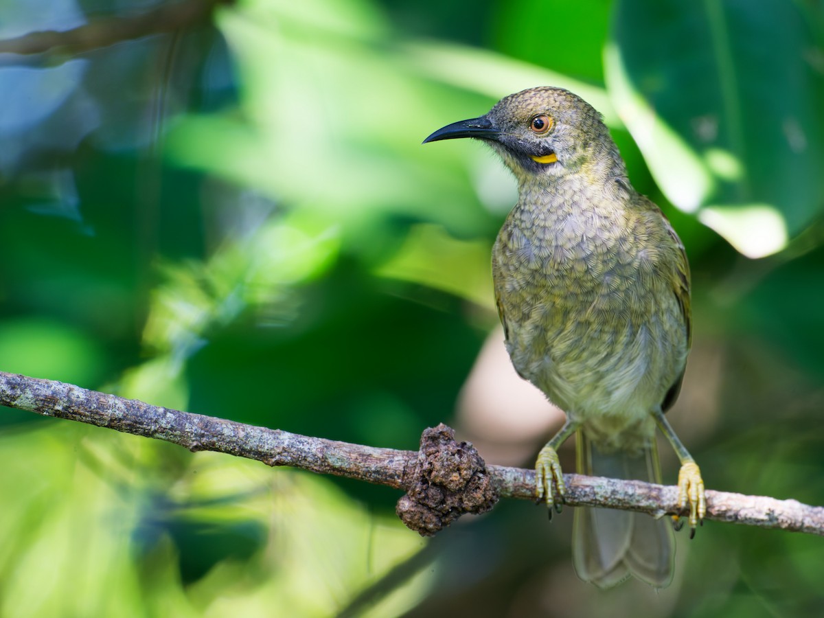 Western Wattled-Honeyeater - ML633275011