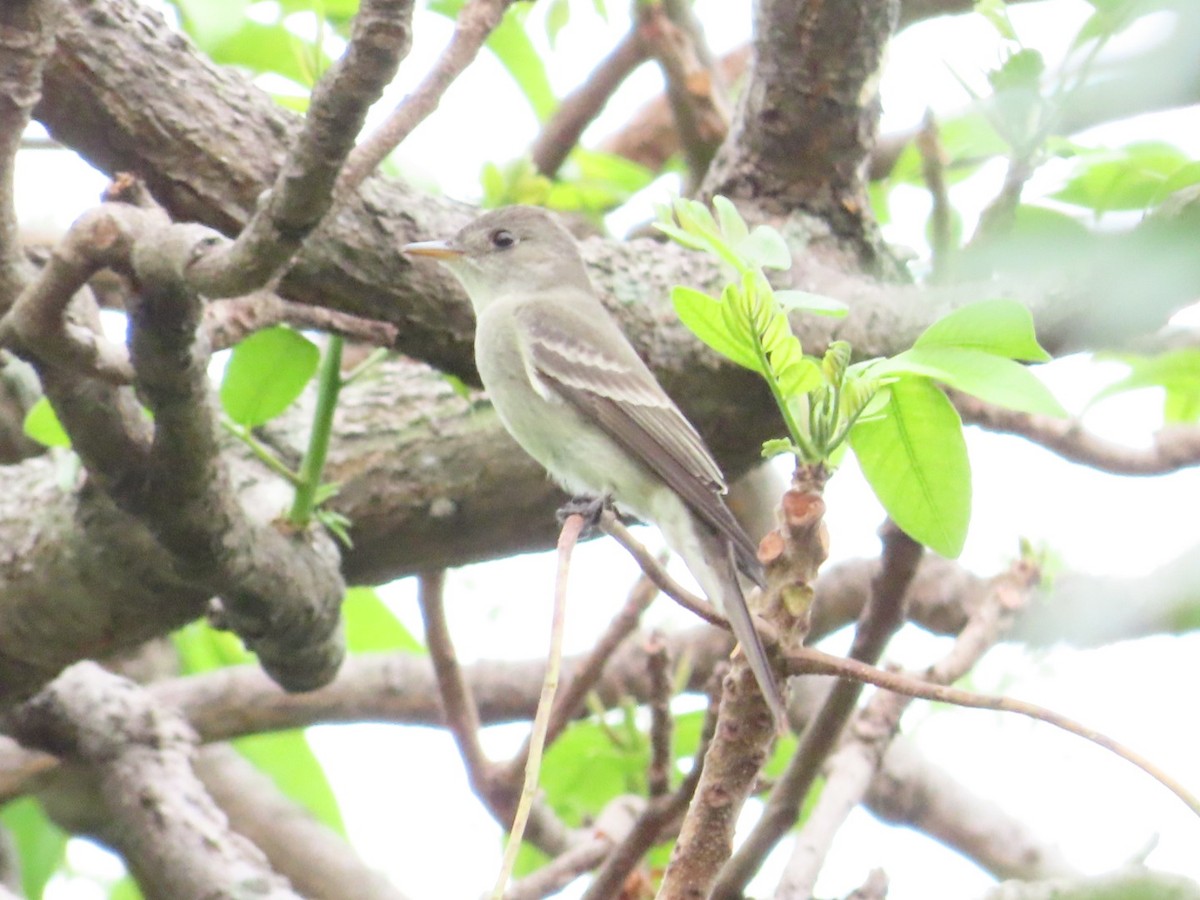 Western/Eastern Wood-Pewee - ML633275033