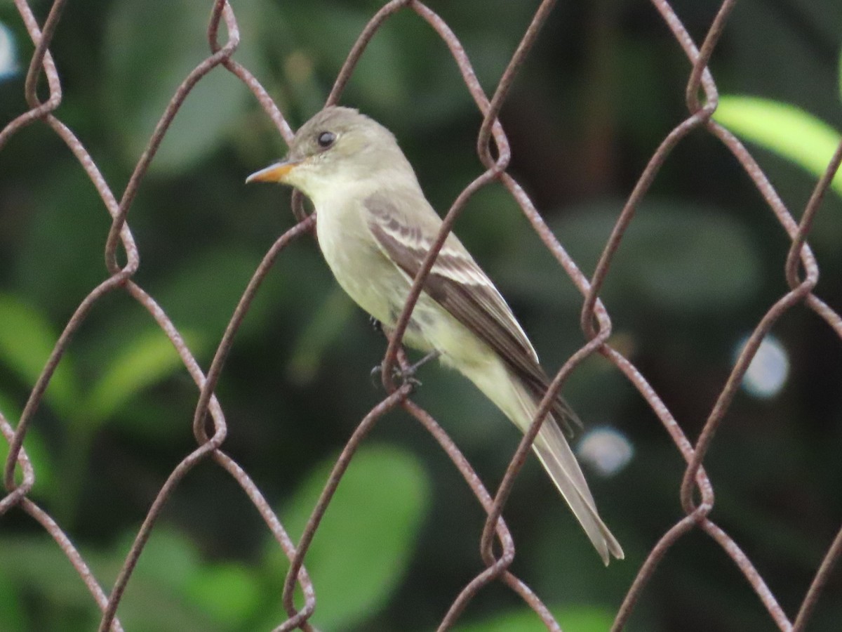 Western/Eastern Wood-Pewee - ML633275034