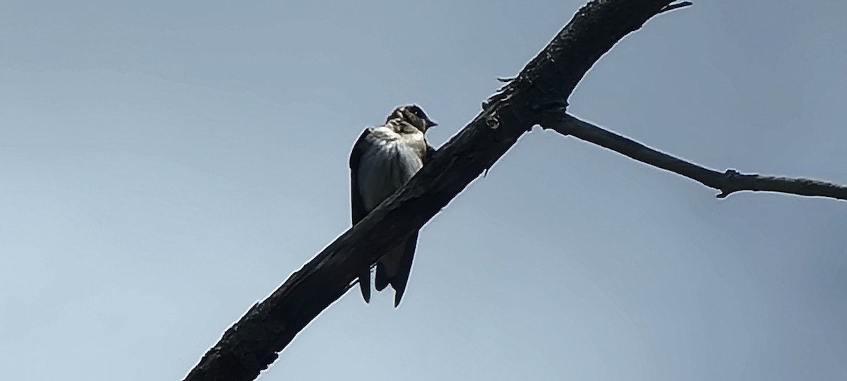 nordtaggsvale - ML633275049