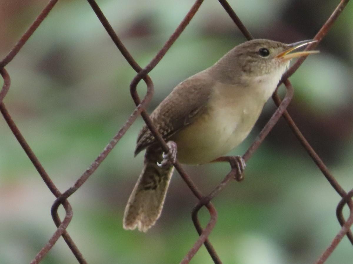 Southern House Wren - ML633275051