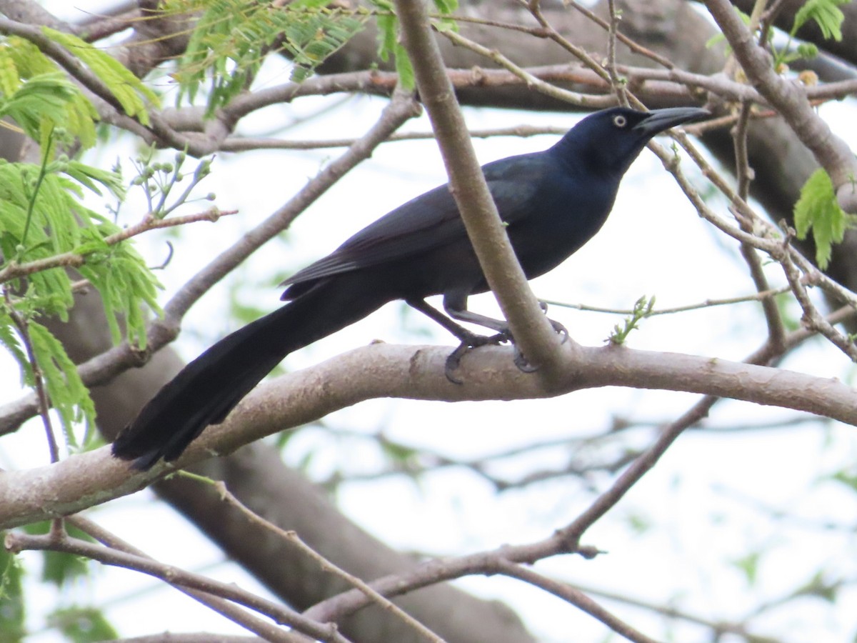 Great-tailed Grackle - ML633275078