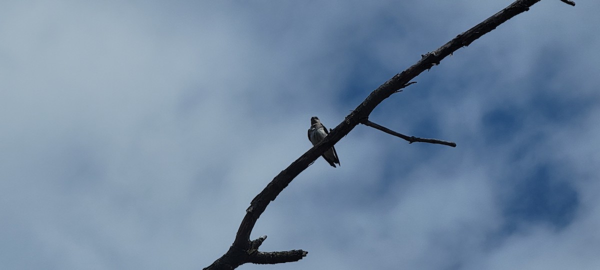 nordtaggsvale - ML633275079