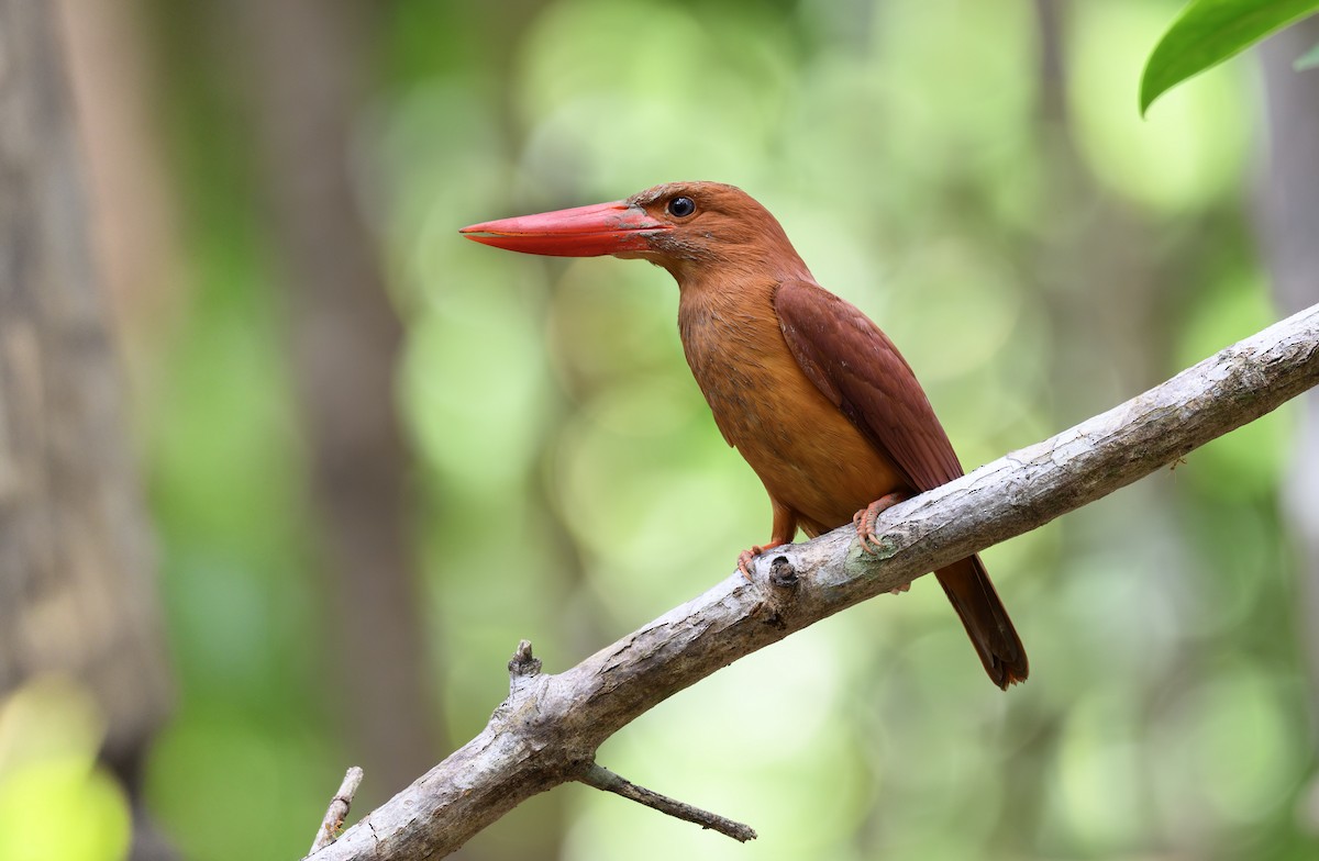 Ruddy Kingfisher - Sunil Kini