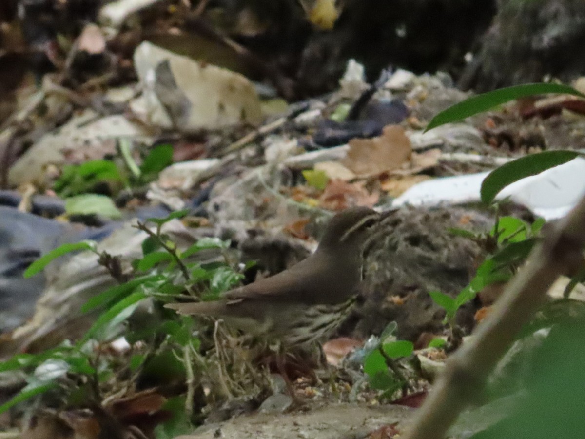 Northern Waterthrush - ML633275089