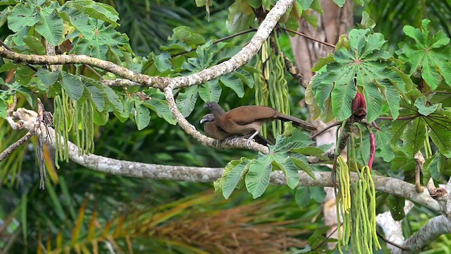 Ortalide à tête grise - ML633275096