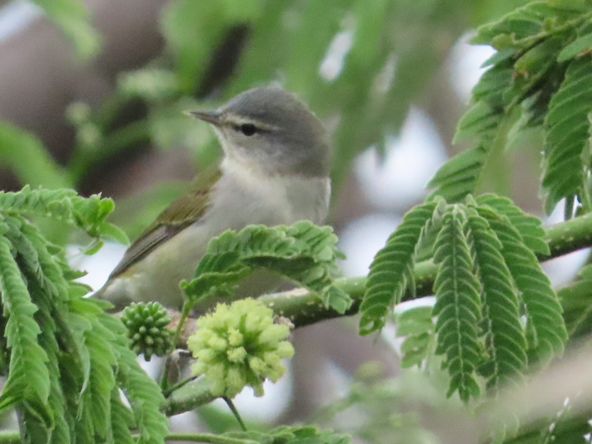 Tennessee Warbler - ML633275103