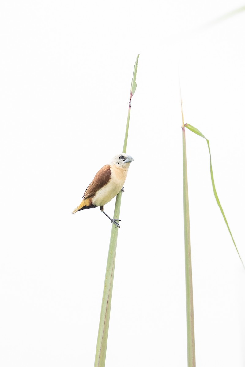 Yellow-rumped Munia - ML633275106