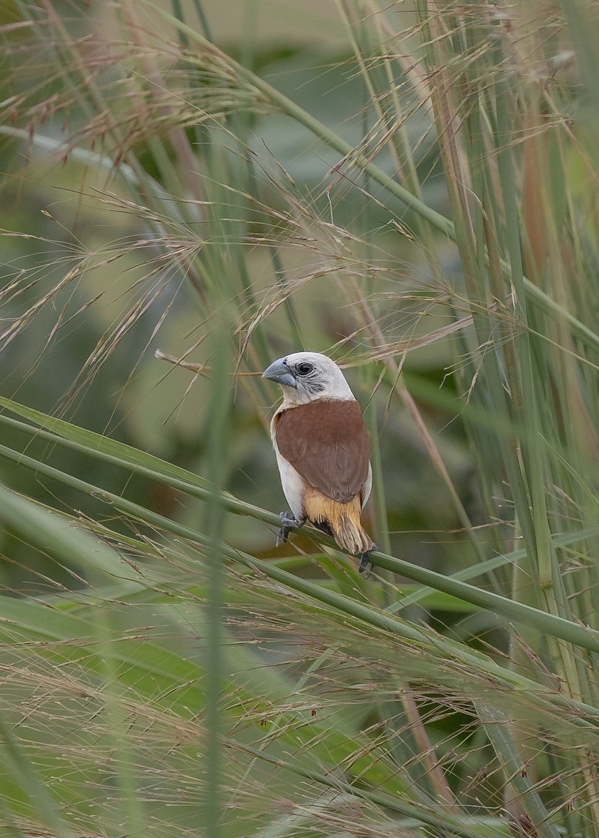 Yellow-rumped Munia - ML633275109
