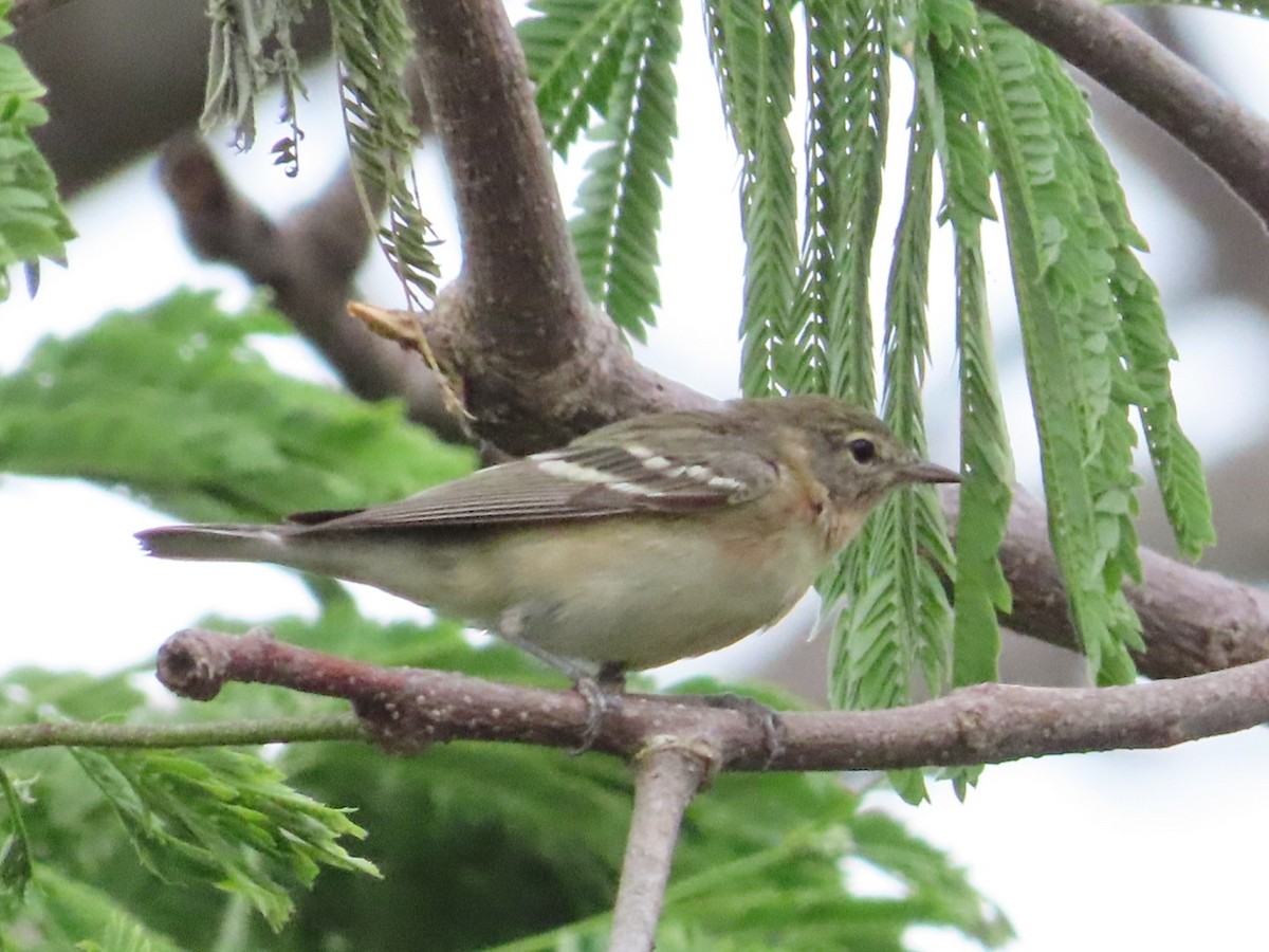 Bay-breasted Warbler - ML633275116