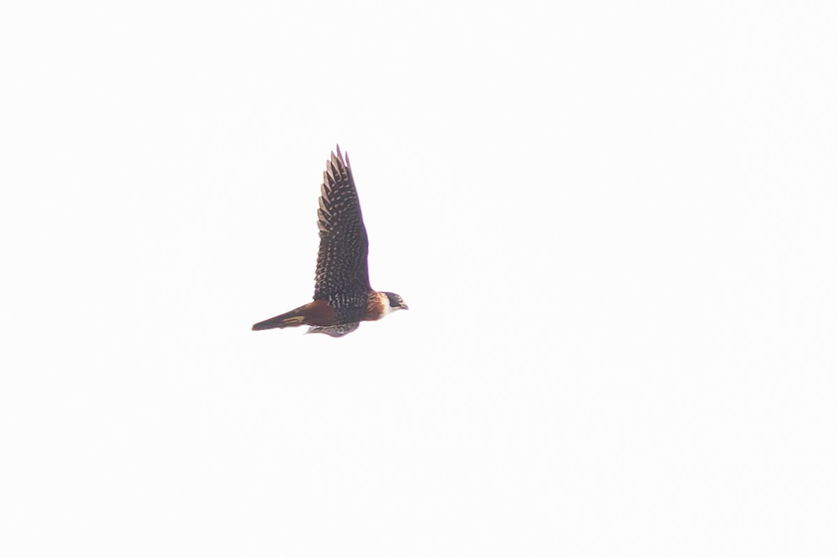 Orange-breasted Falcon - ML633275146