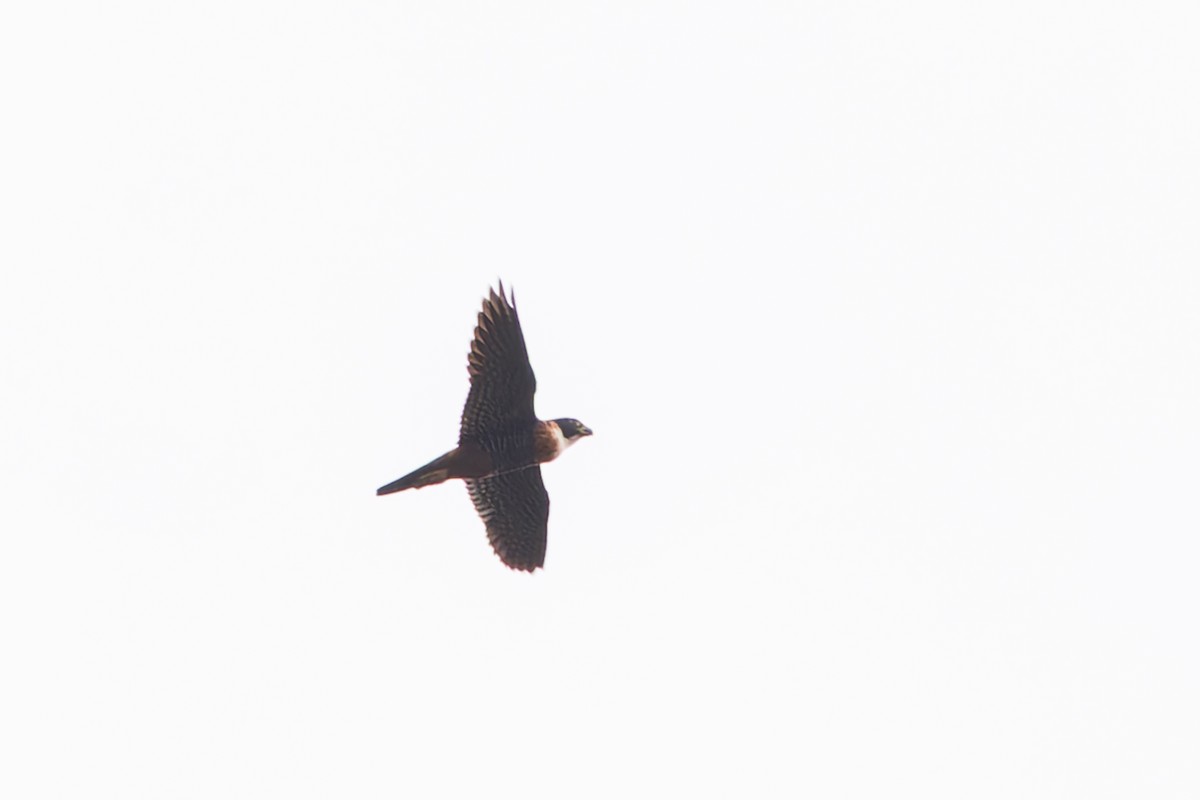 Orange-breasted Falcon - ML633275147