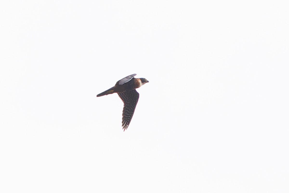 Orange-breasted Falcon - ML633275150