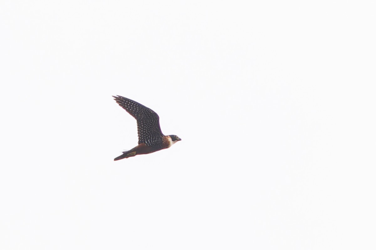 Orange-breasted Falcon - ML633275152
