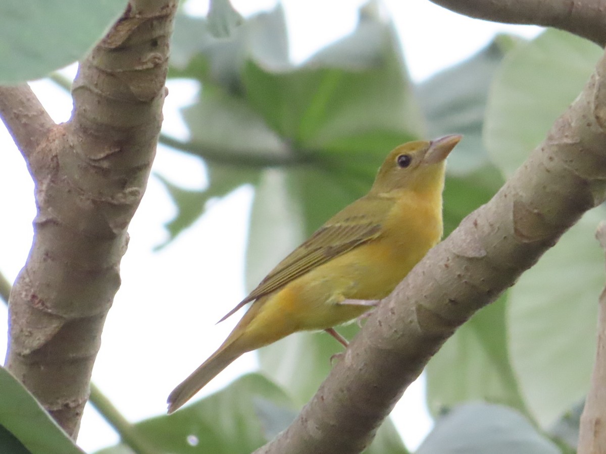 Summer Tanager - ML633275153