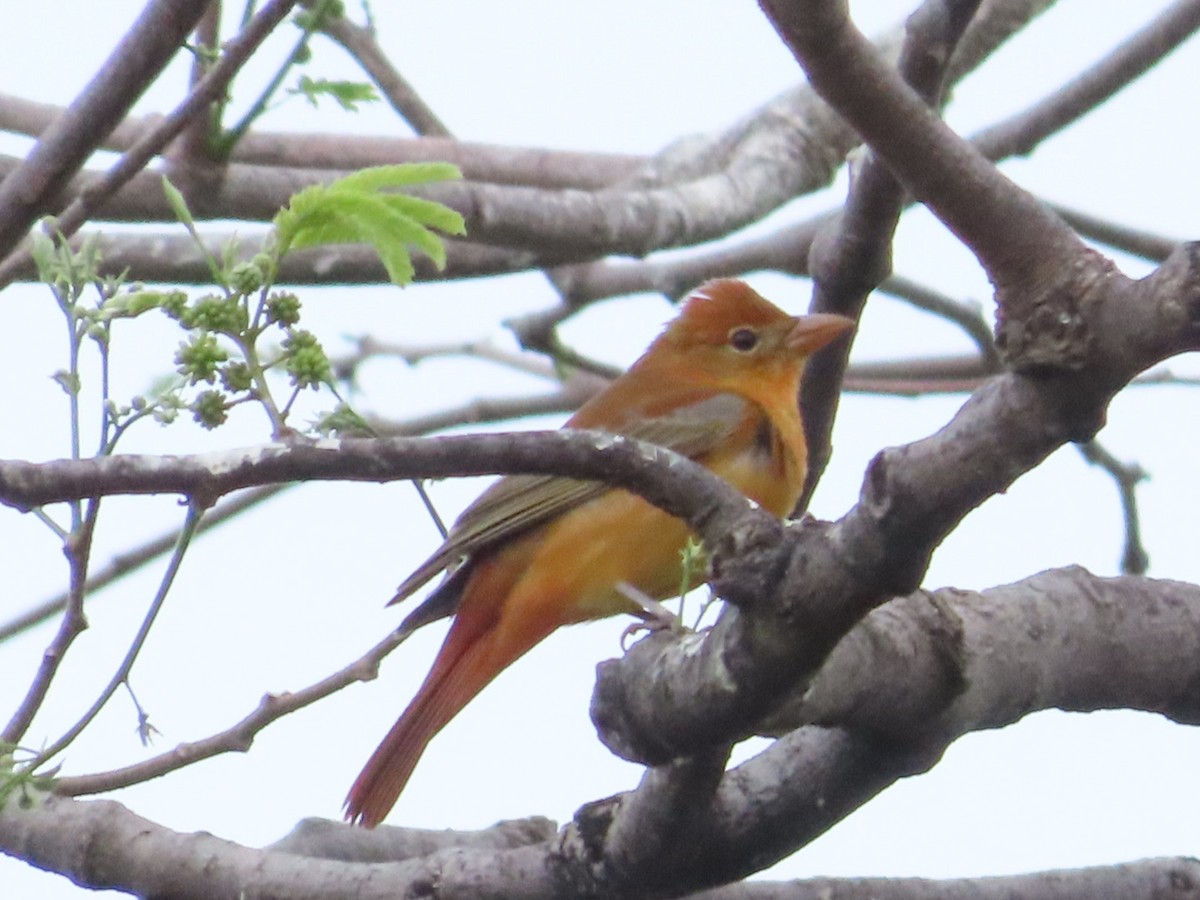 Summer Tanager - ML633275154