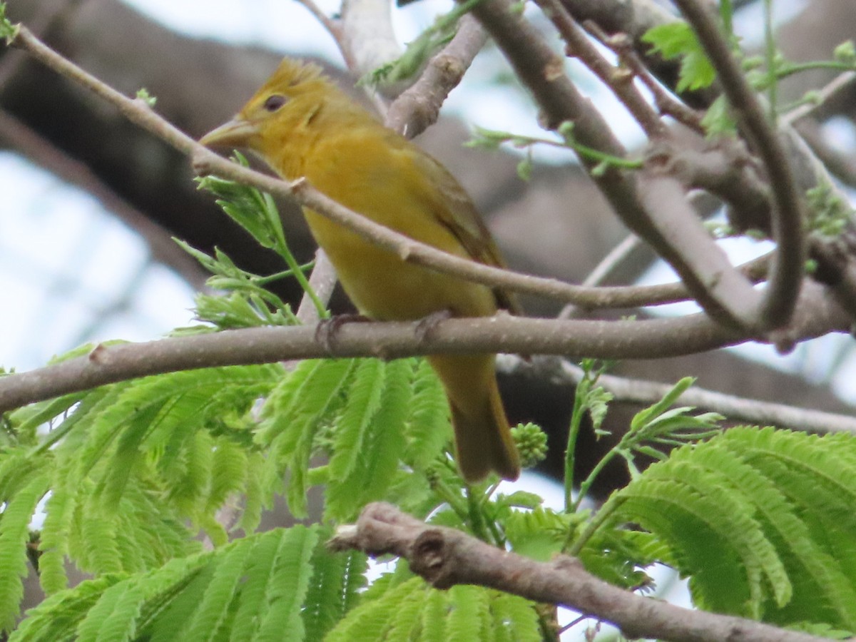 Summer Tanager - ML633275155