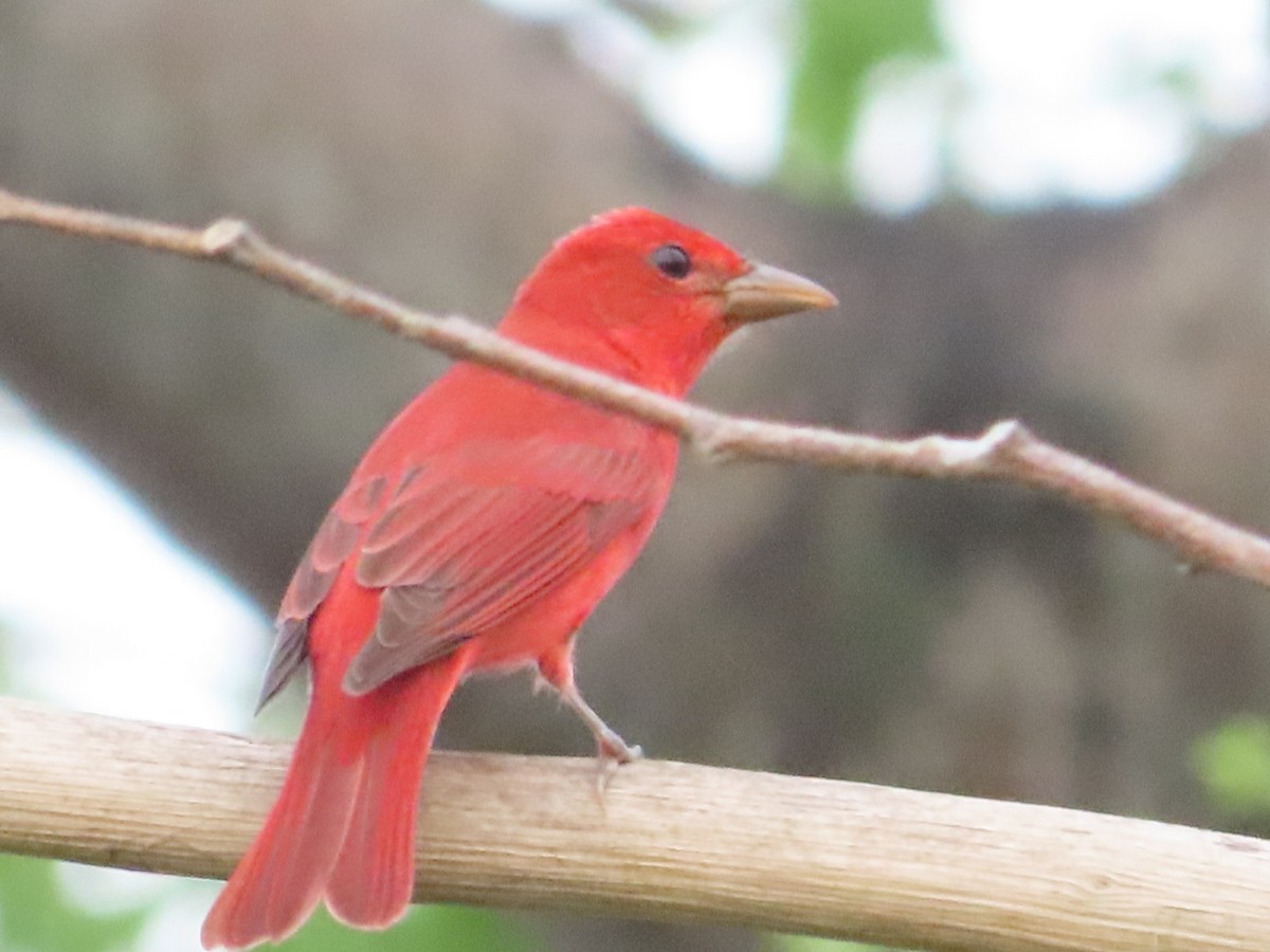Summer Tanager - ML633275156