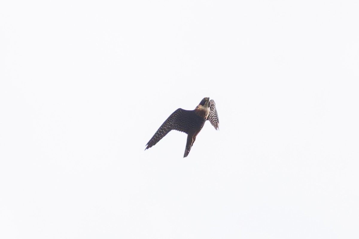 Orange-breasted Falcon - ML633275157
