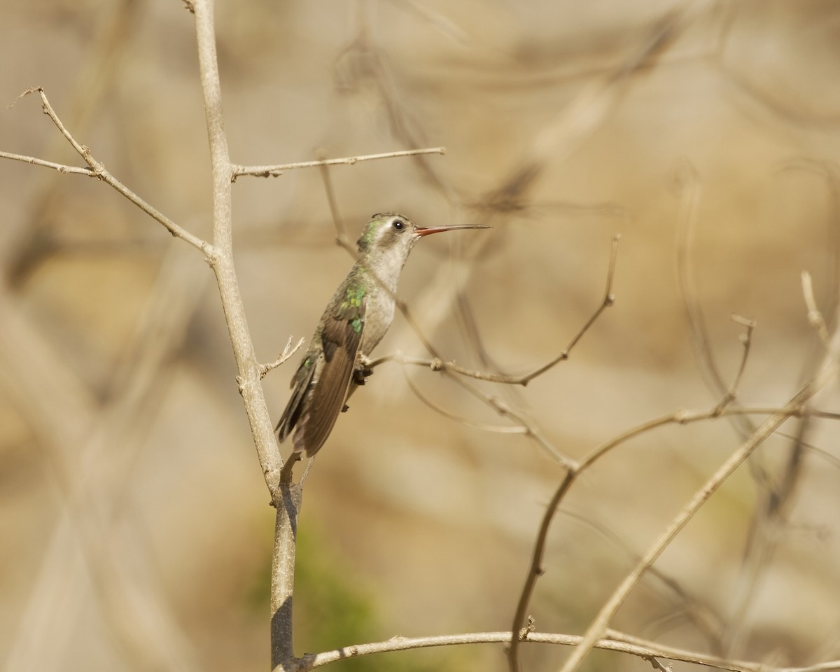 Turquoise-crowned Hummingbird - ML633275163