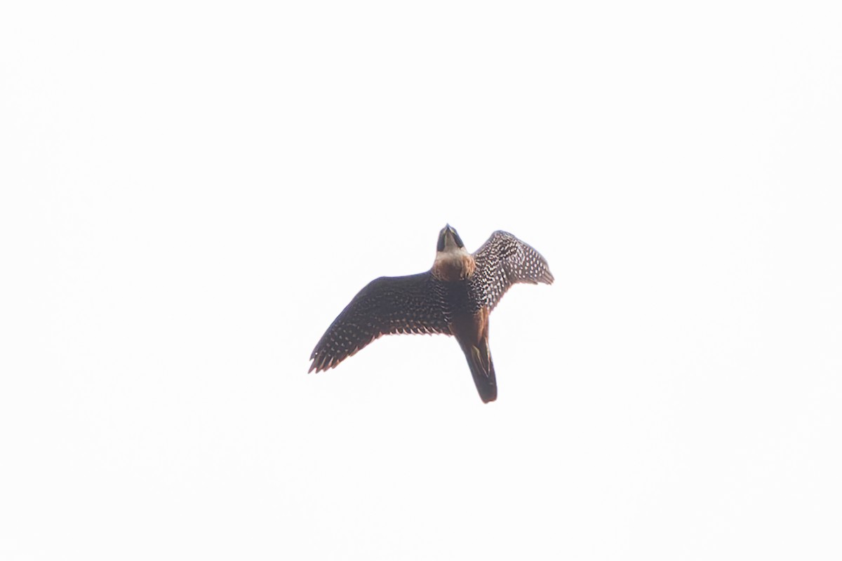 Orange-breasted Falcon - ML633275165